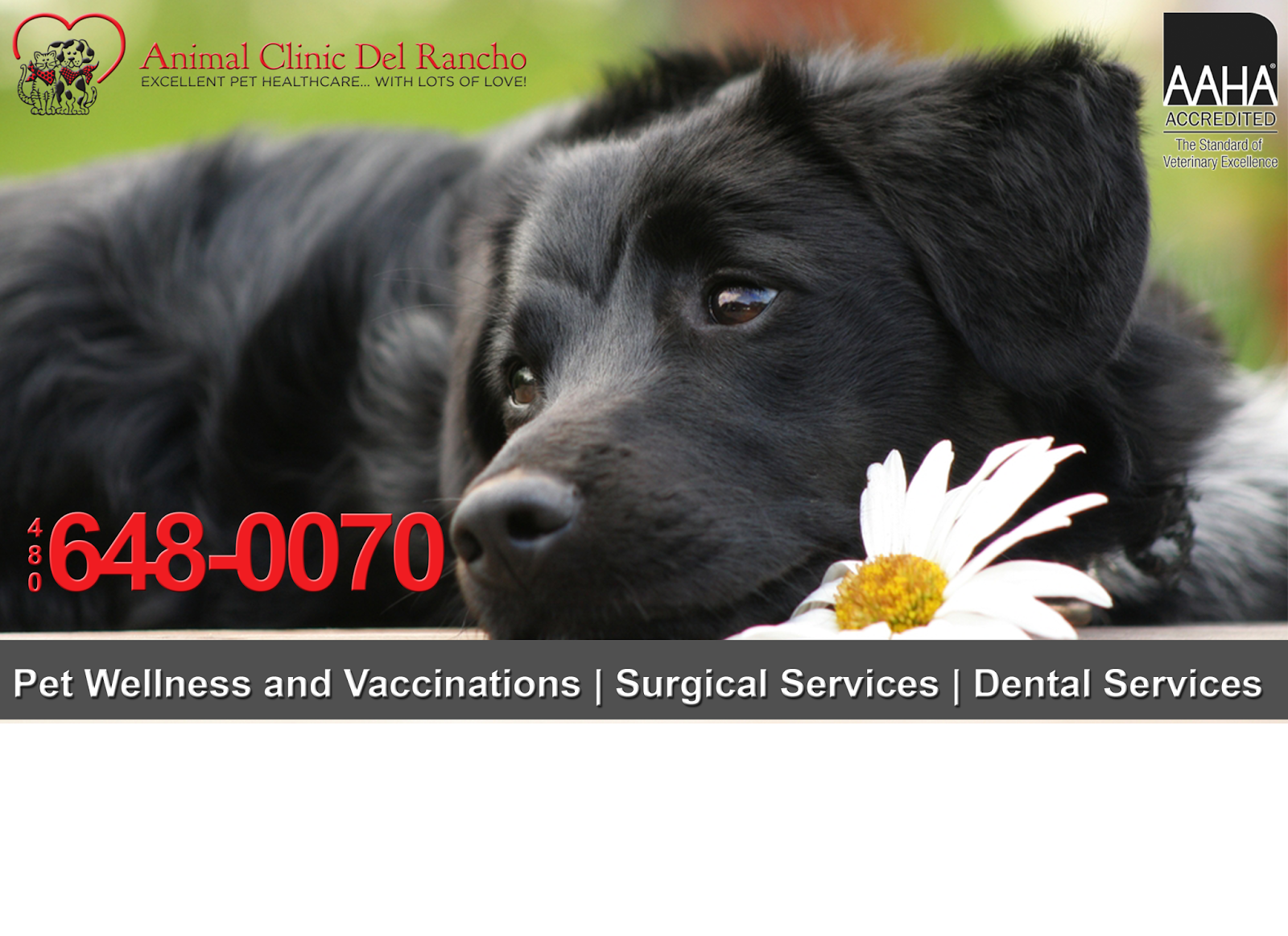 Animal Clinic Del Rancho - Scottsdale , United States