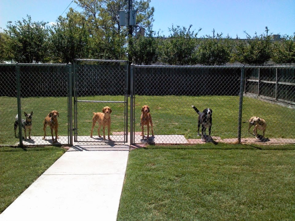 Jersey Village Animal Hospital - Houston , United States