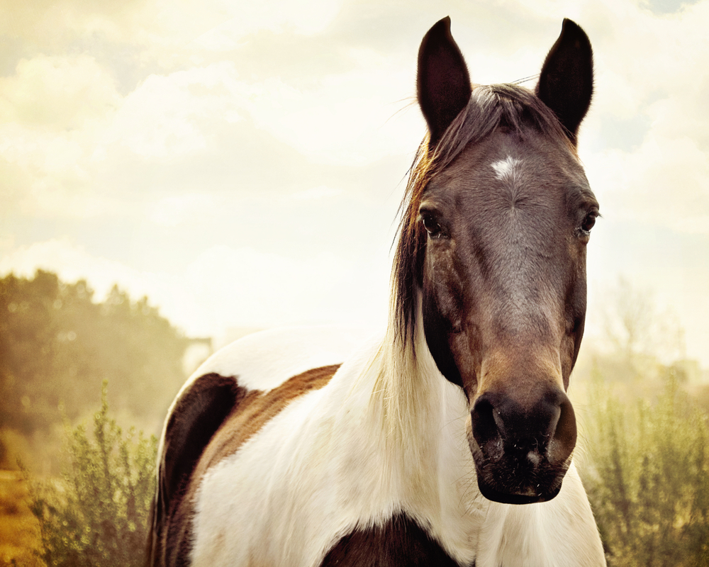 Baldwin Junction Veterinary Clinic - Lawrence , United States