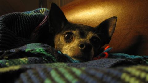 Helotes Park Animal Hospital - Helotes , United States