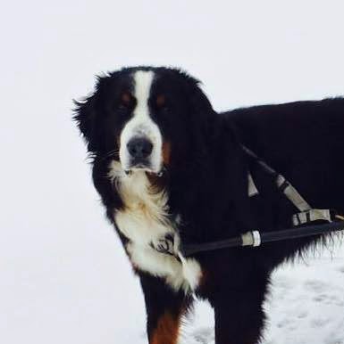 Valley Veterinary Hospital - Fredericton , Canada