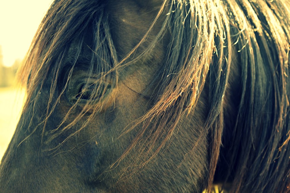 Elite Equine Veterinary Services - Valley Center , United States