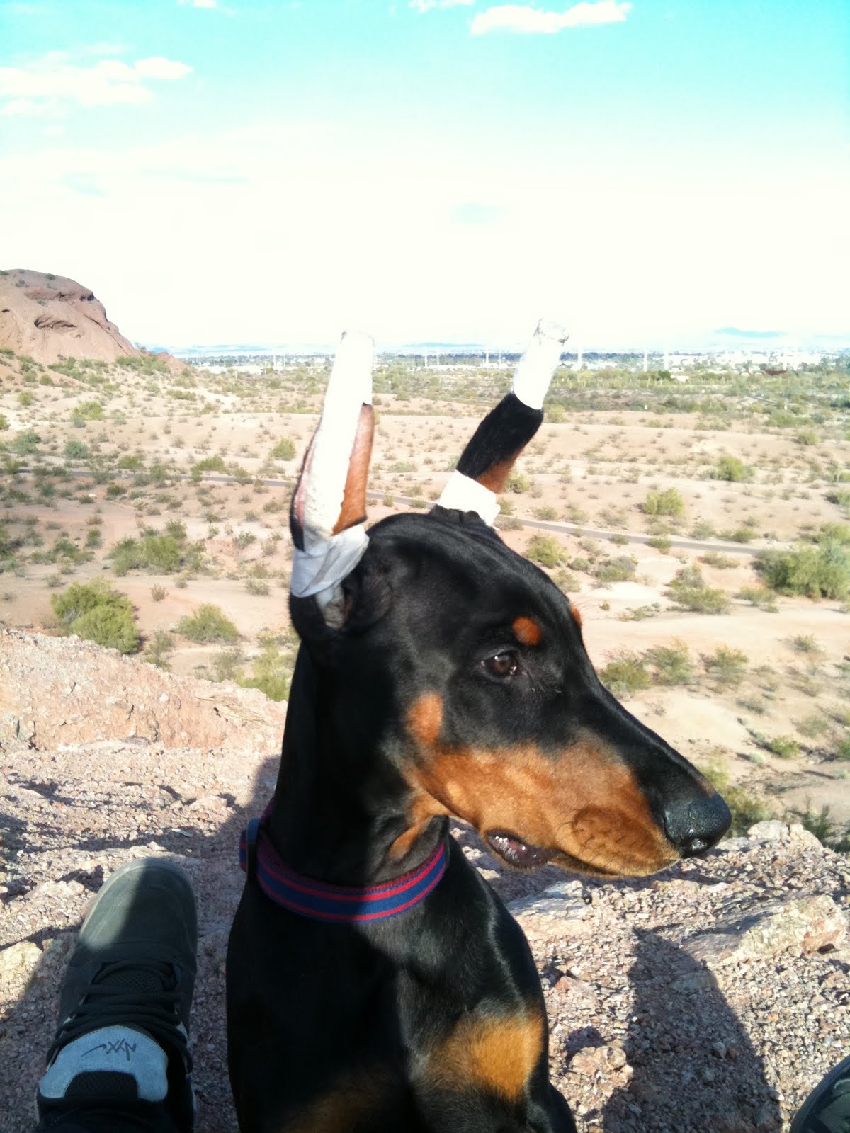 Saguaro Veterinary Clinic - Scottsdale , United States