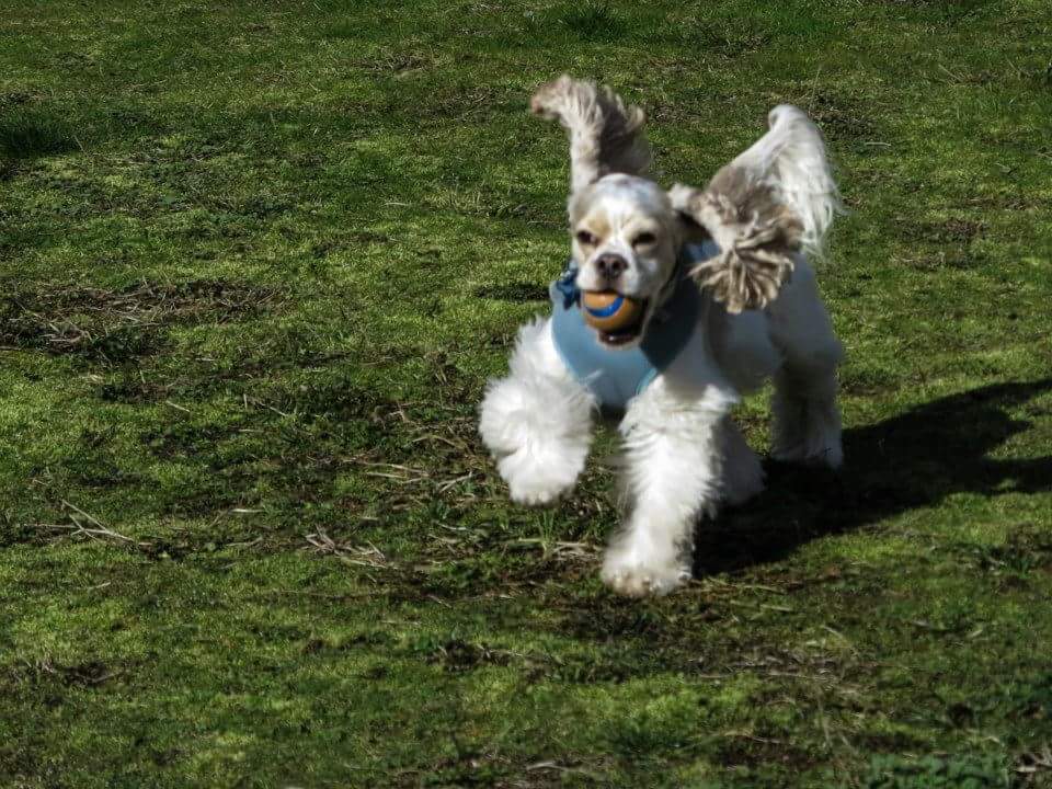 Spring Glen Veterinary - Renton , United States