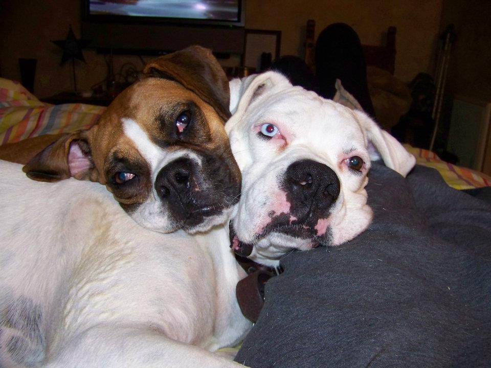 Orange Grove Animal Hospital - Tucson , United States