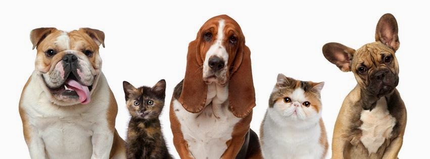Greenlane Veterinary Centre And Cattery - Remuera , New Zealand
