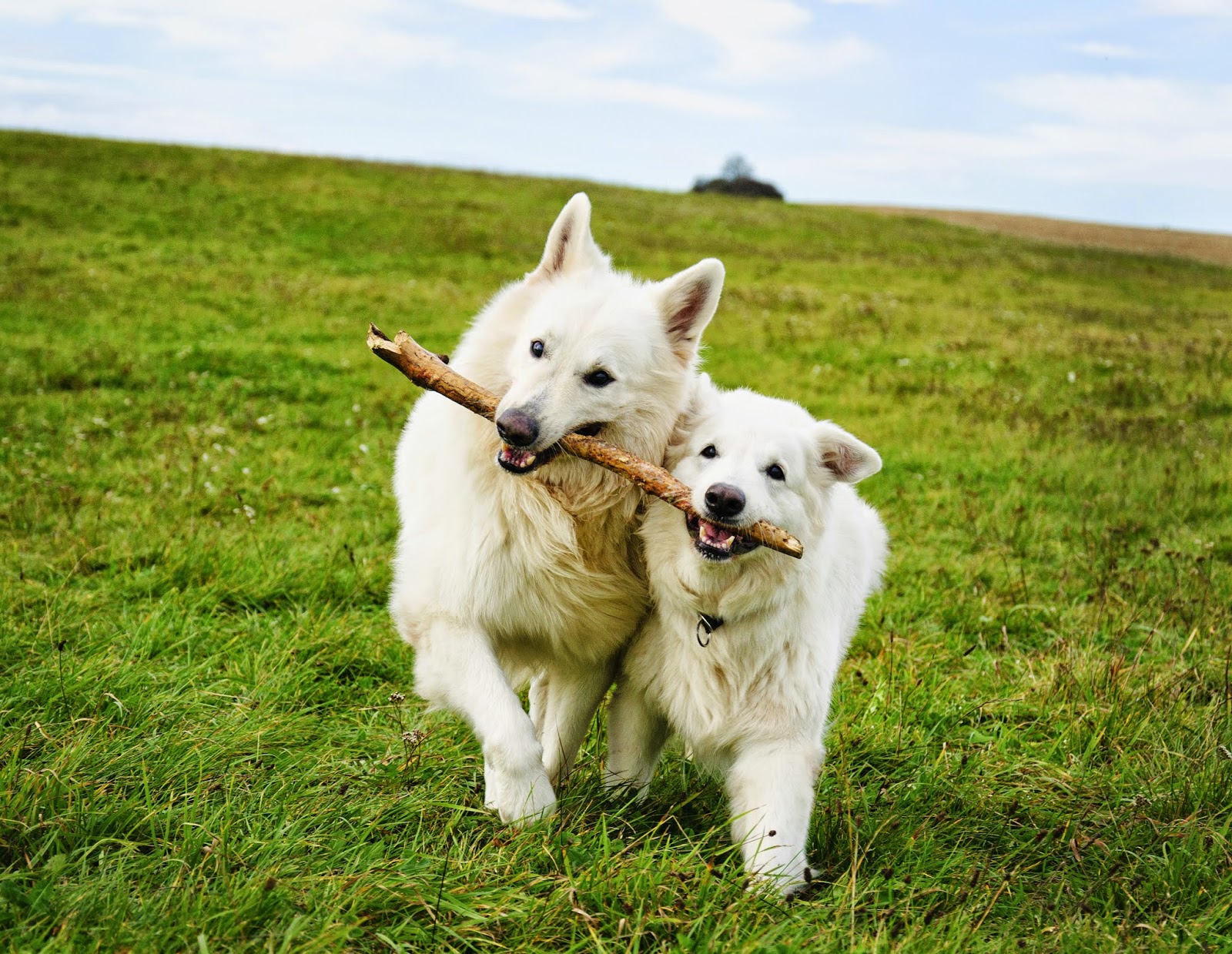 Severn Edge Vets Bridgnorth - Bridgnorth , United Kingdom