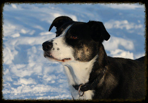 Icr Vets Pentland - Currie , United Kingdom