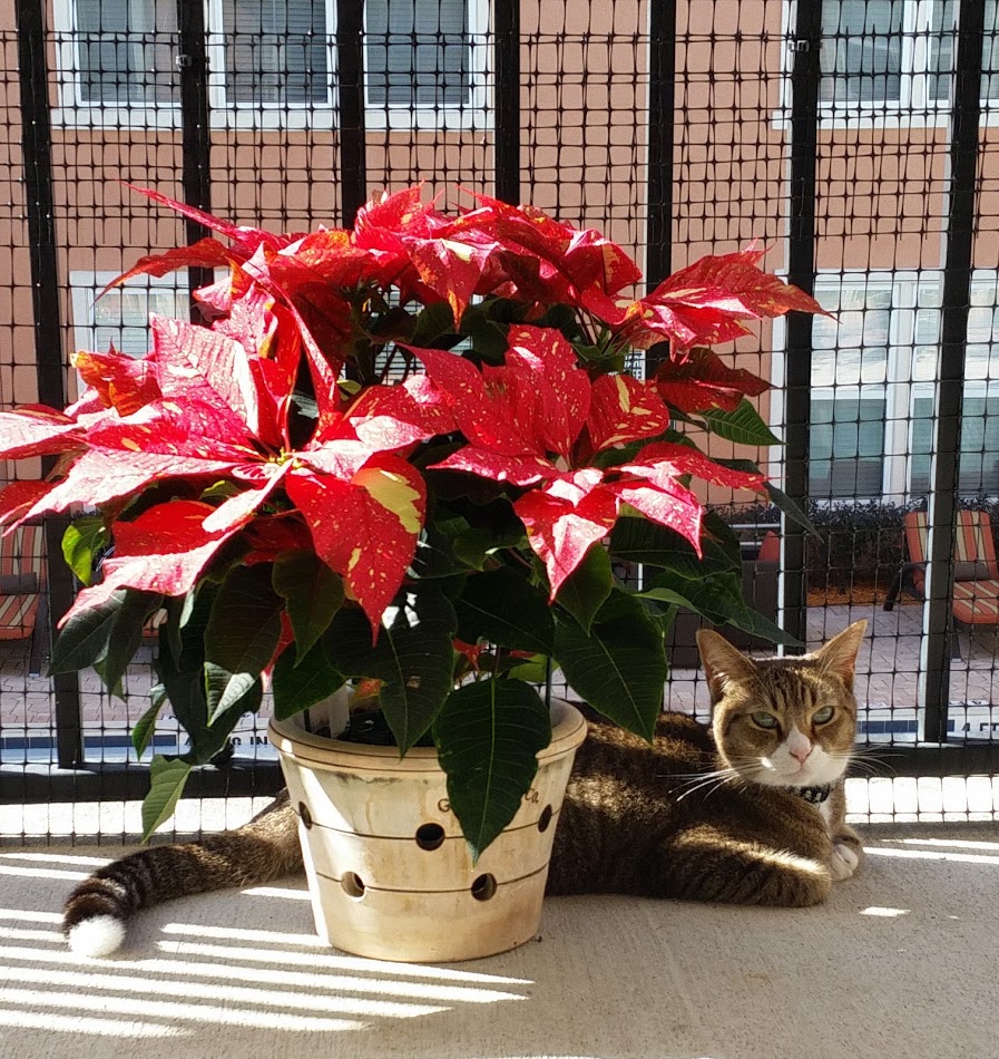 San Marco Animal Hospital - Jacksonville , United States