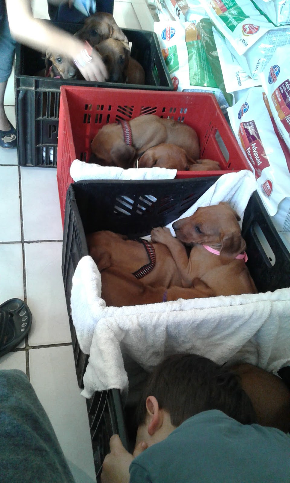 Boskruin Veterinary Clinic - Johannesburg , South Africa