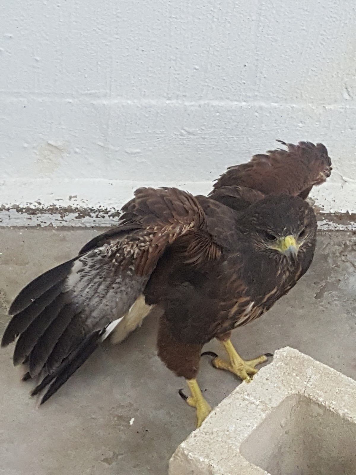 Laredo Animal Clinic - Laredo , United States