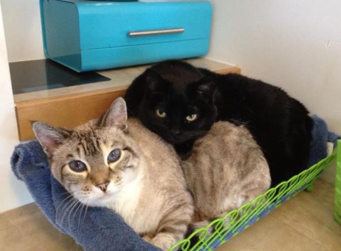Cottonwood Falls Animal Clinic - Nelson , Canada