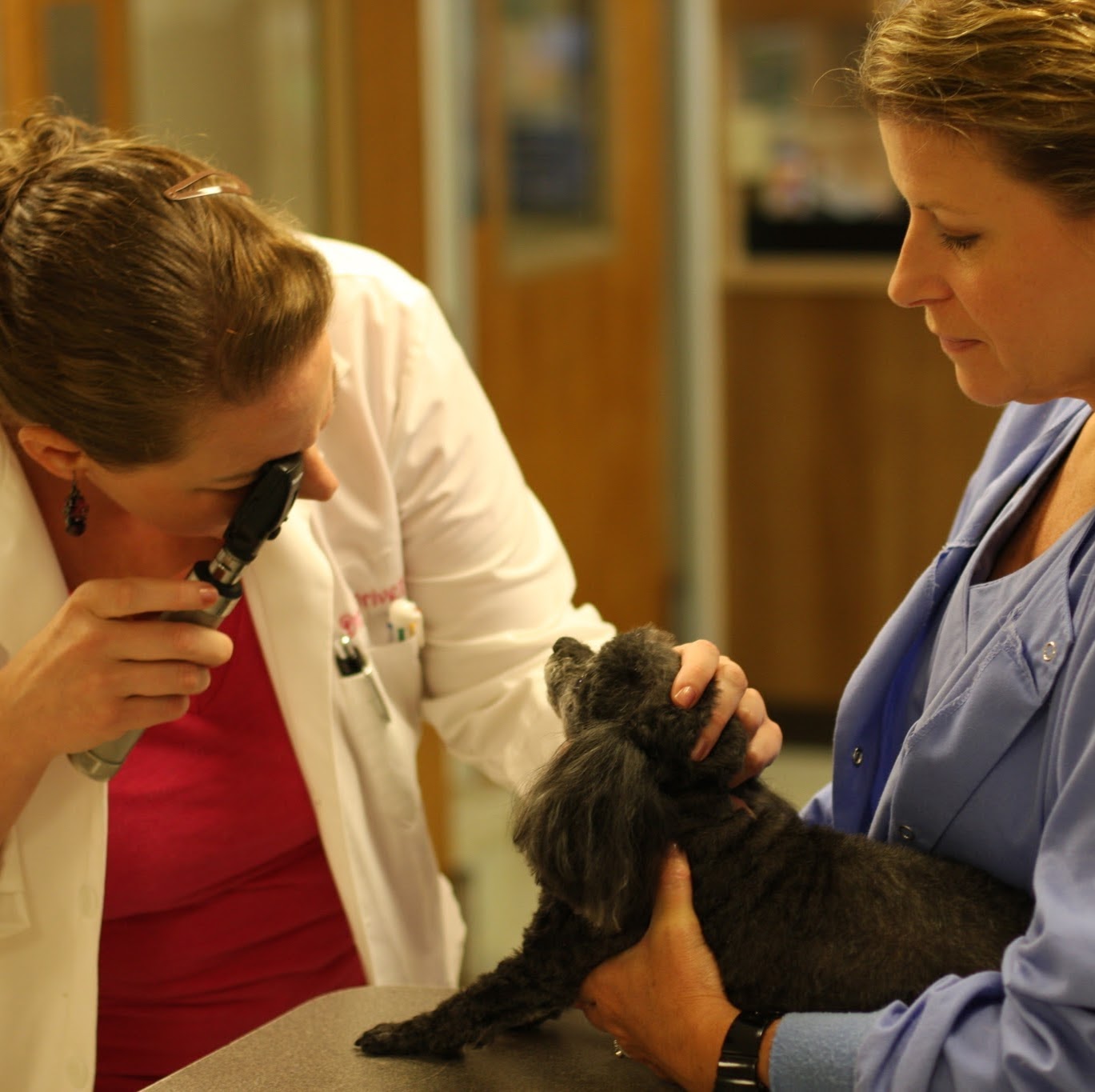Catawba Animal Clinic - Rock Hill , United States