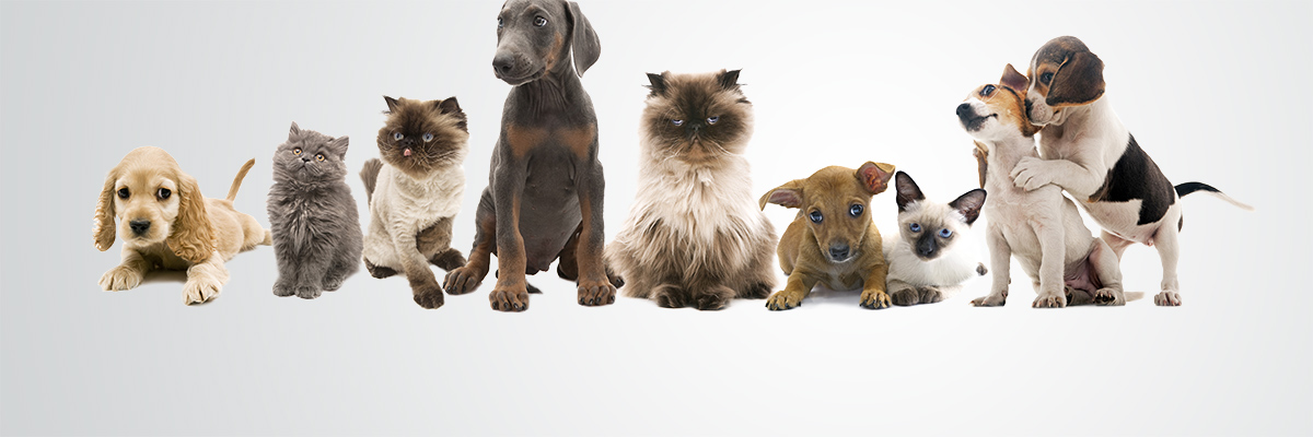 Animal Health Clinic - Bessemer , United States