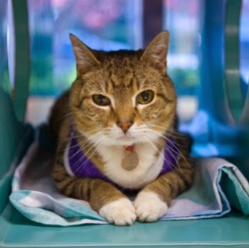 Red Bank Veterinary Hospital - Red Bank , United States