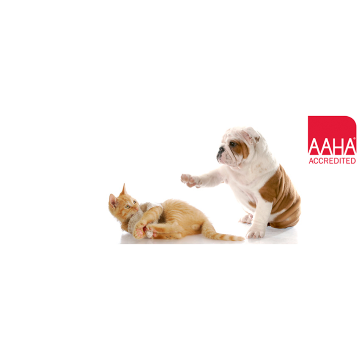 County Seat Animal Hospital - Hernando , United States