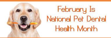 Charleston Veterinary Care - Charleston , United States