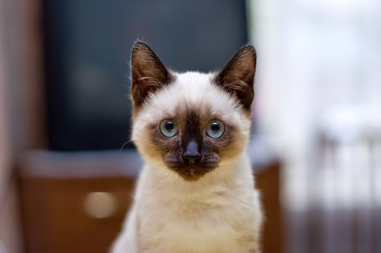 White Oak Animal Hospital - Baton Rouge , United States