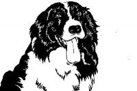Animal Hospital Of Ofallon - O'Fallon , United States