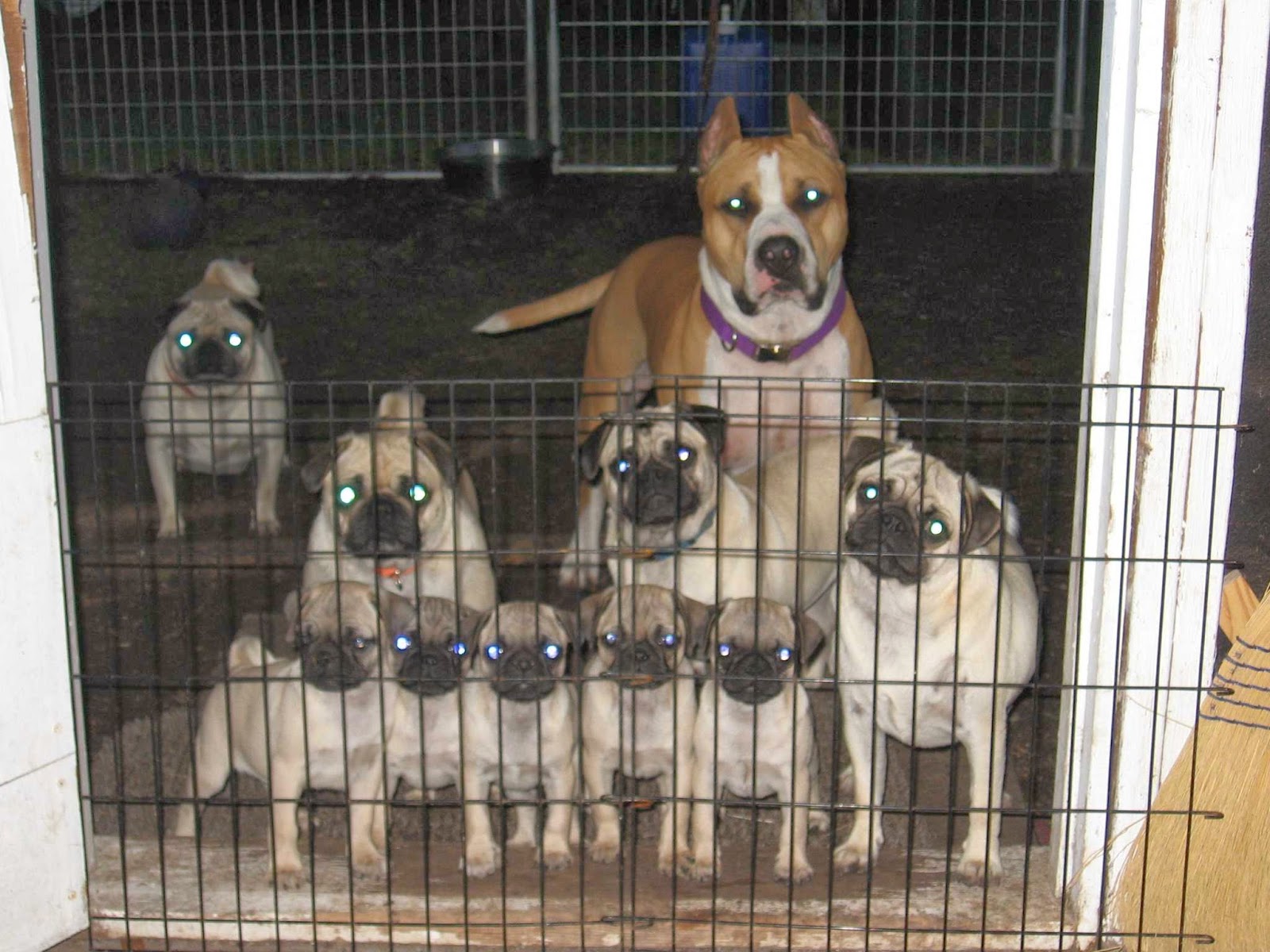 East Lancaster Animal Hospital - Fort Worth , United States