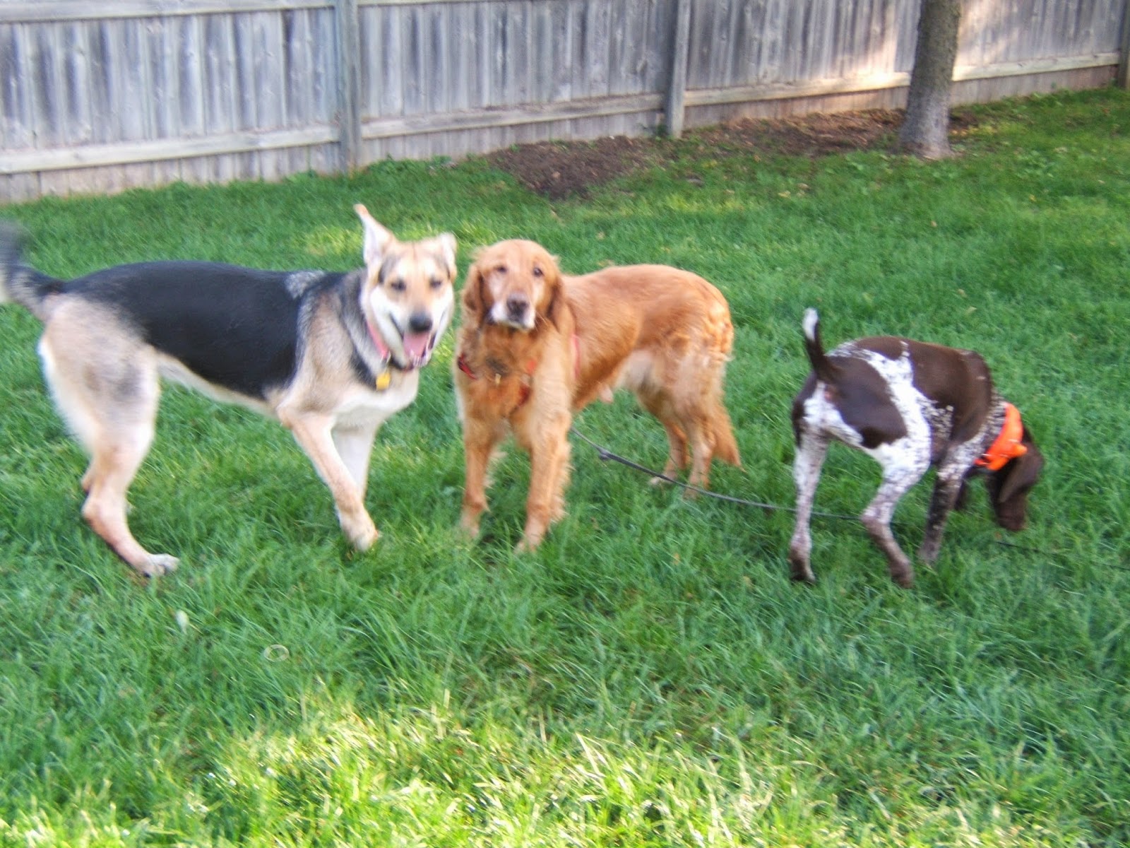 Pet Medical Center - Ames , United States