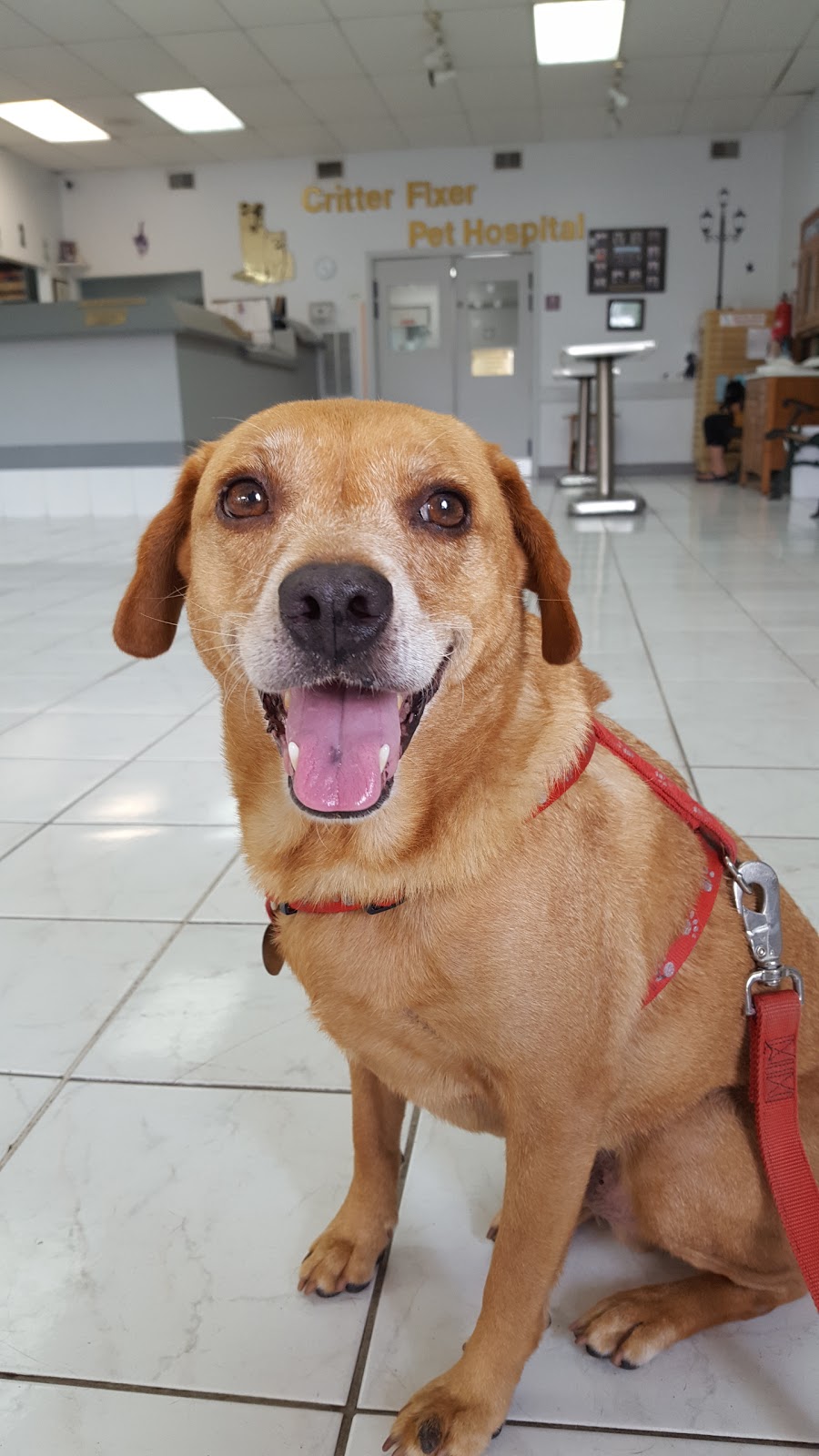 Springwood Veterinary Hospital - Spring , United States