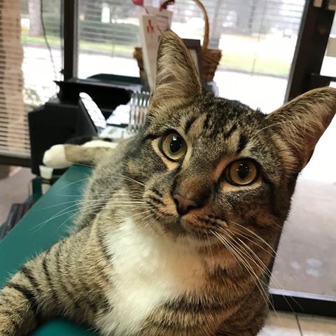 Glade Valley Veterinary Clinic - Humble , United States