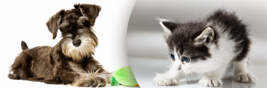 Norwin Veterinary Hospital - Irwin , United States