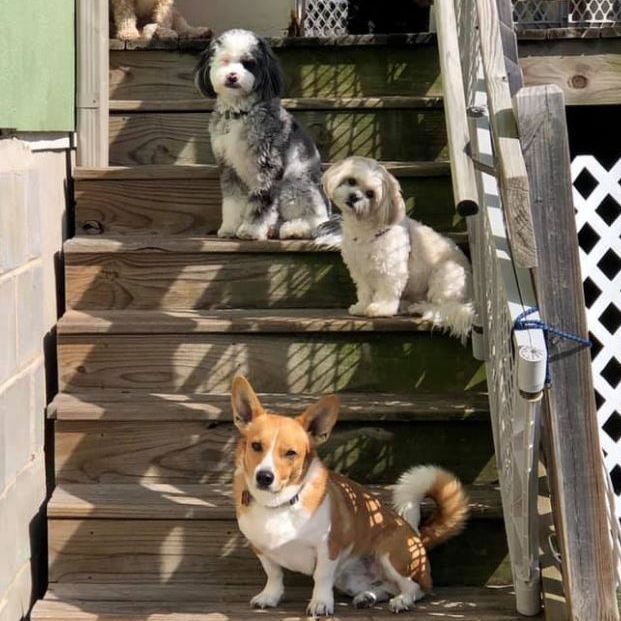 Harpers Dog House - O'Fallon , United States