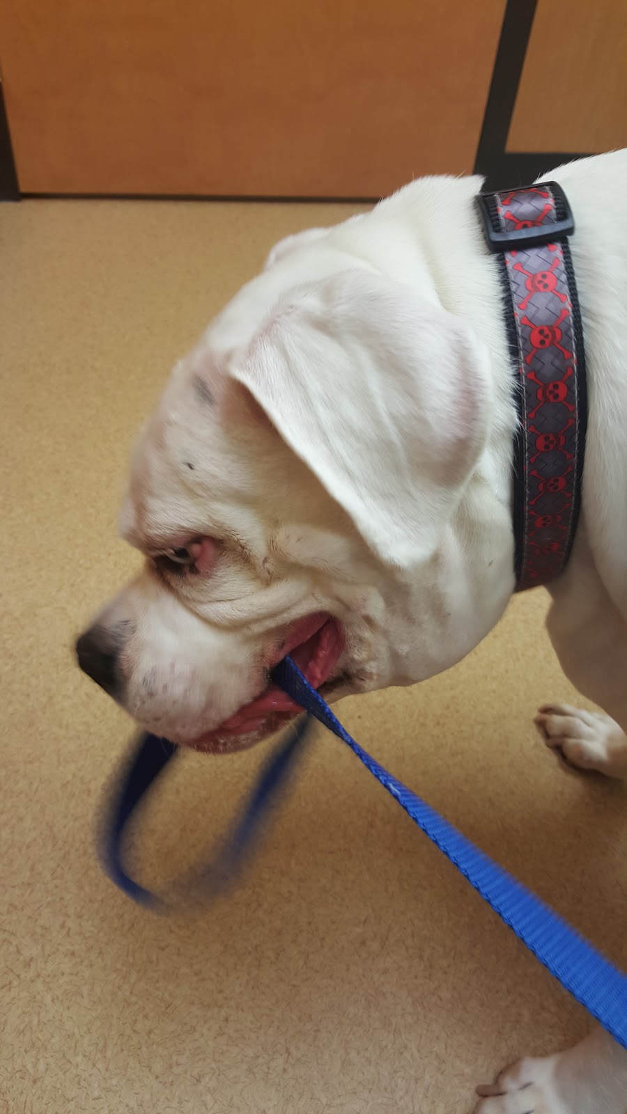 Noahs Ark Animal Clinic Of Colerain - Cincinnati , United States