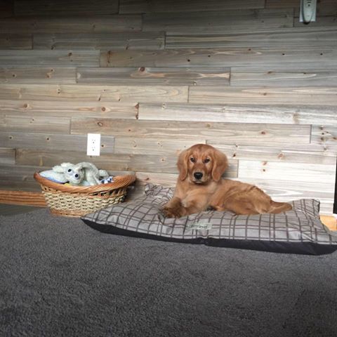 Black Creek Animal Clinic - Fulton , United States