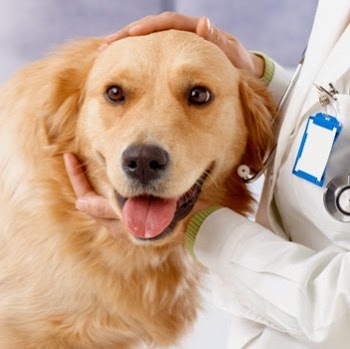 Companion Pet Clinic Of Gold Canyon - Gold Canyon , United States