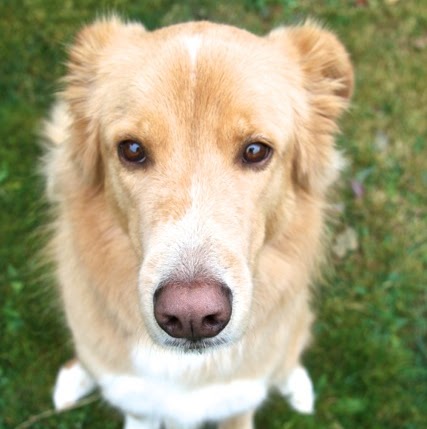 Midlothian Animal Clinic - Midlothian , United States