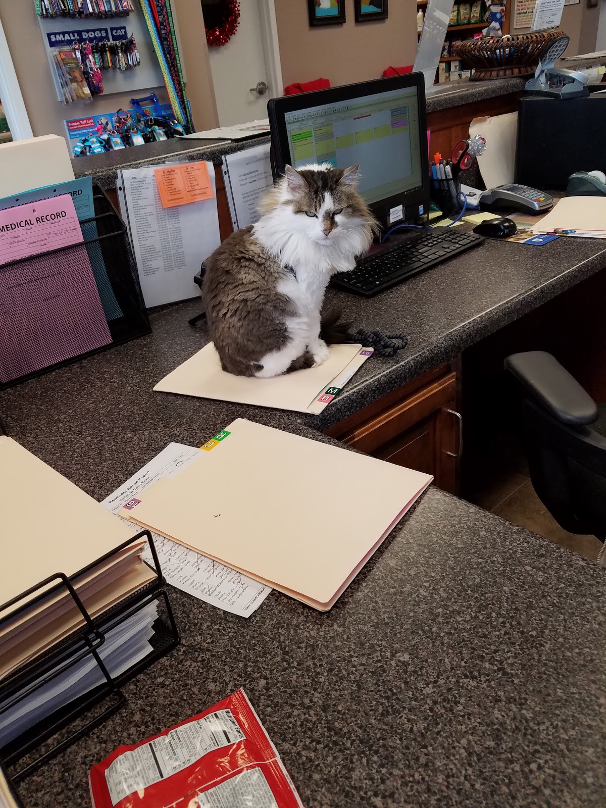 Tiny Town Animal Clinic - Clarksville , United States