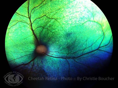 Johannesburg Animal Eye Hospital - Johannesburg , South Africa