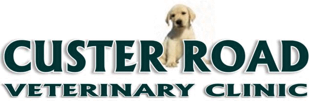 Custer Road Veterinary Clinic - Lakewood , United States