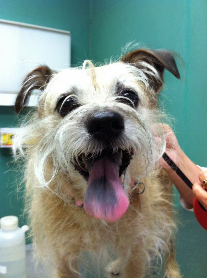 East Boston Animal Hospital - Boston , United States