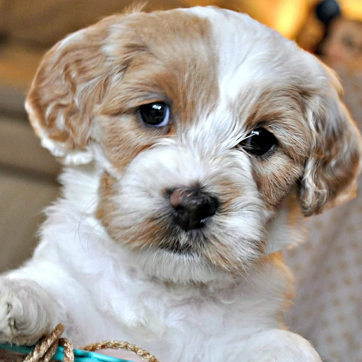 Doylestown Animal Medical Clinic - Doylestown , United States