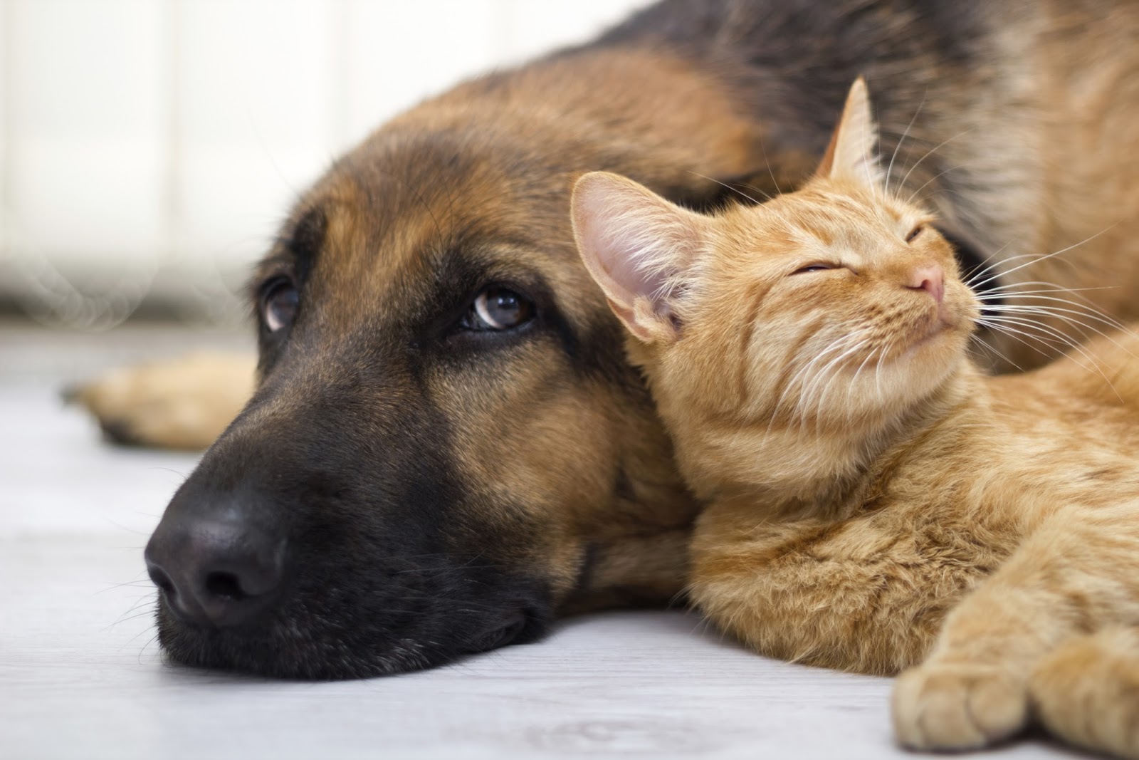 Pooler Veterinary Hospital - Bloomingdale , United States