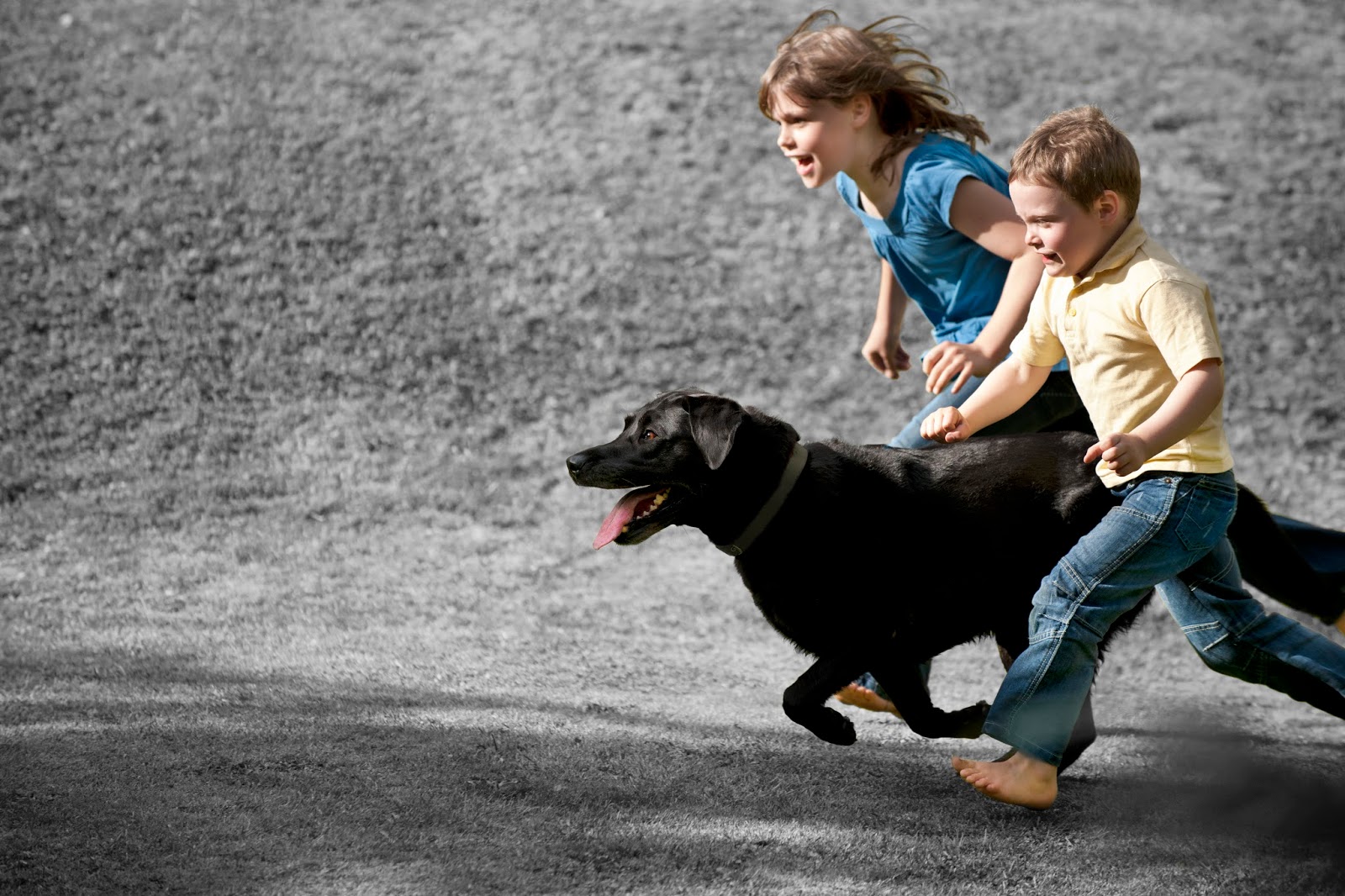 Vca Canada Royal Oak Animal Hospital - Calgary , Canada