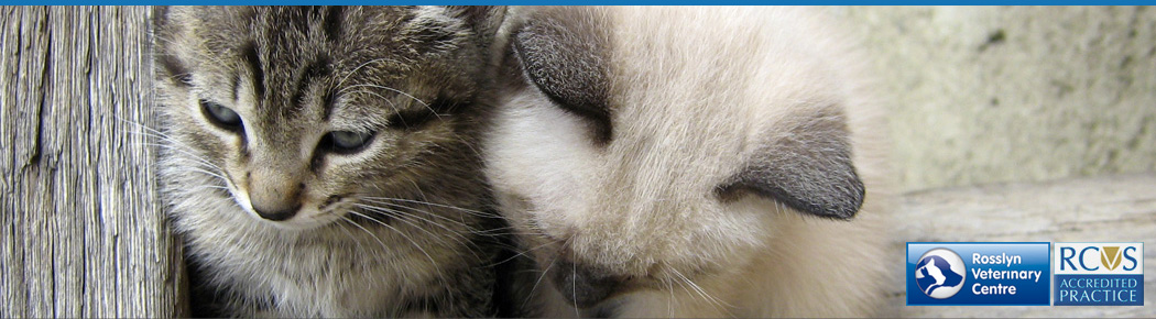 Rosslyn Veterinary Centre - Middlesbrough , United Kingdom