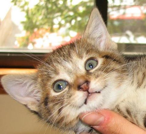 Pine Village Veterinarian - Wexford , United States