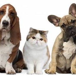 Cropwell Small Animal Hospital - Pell City , United States