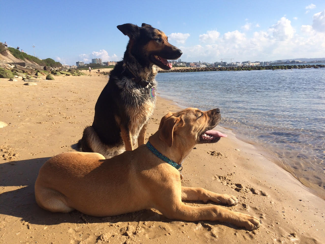 Merewether Veterinary Hospital - Merewether , Australia