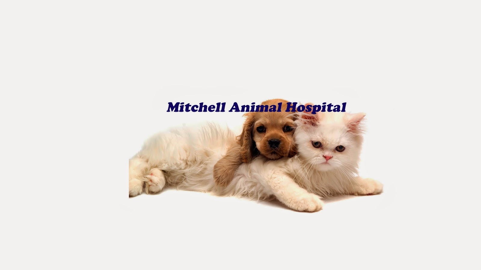 Mitchell Animal Hospital - Kitchener , Canada