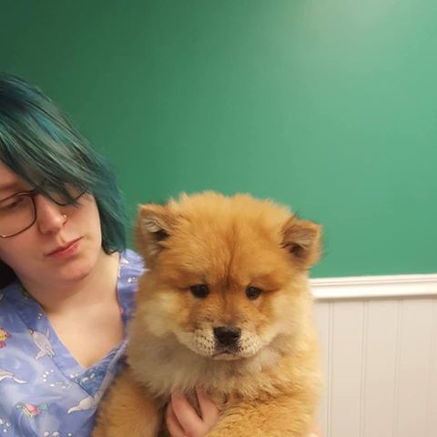 Big Bend Veterinary Clinic - St. Louis , United States