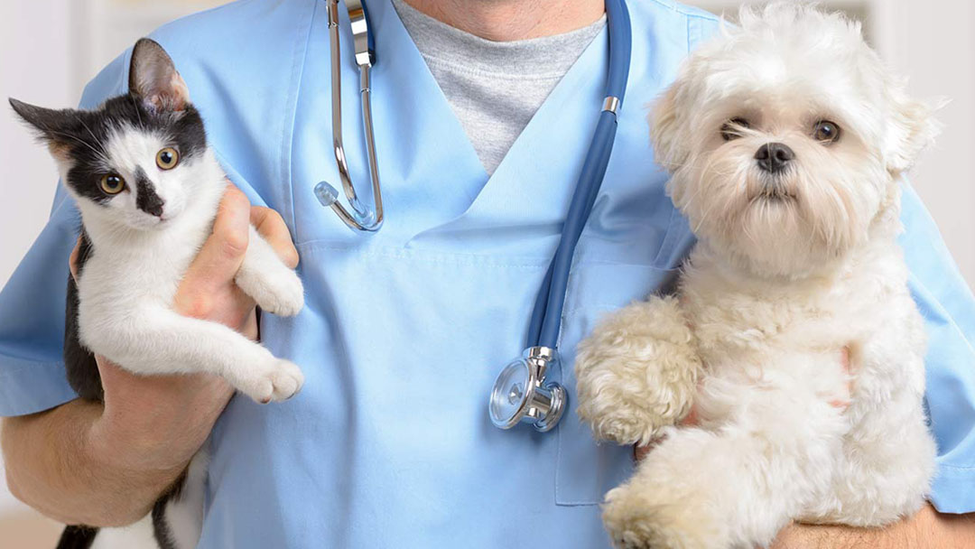 Veterinary Associates Stonefield - Louisville , United States