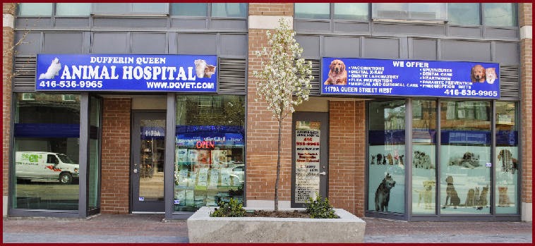 Dufferin Queen Animal Hospital - Toronto , Canada