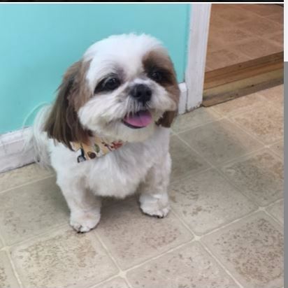 Grooming By Jessie - Old Bridge , United States