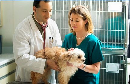 Brentwood Animal Hospital - Brentwood , United States